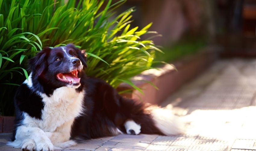 Mastering Essential Obedience Training Techniques for Your Banjara Hound